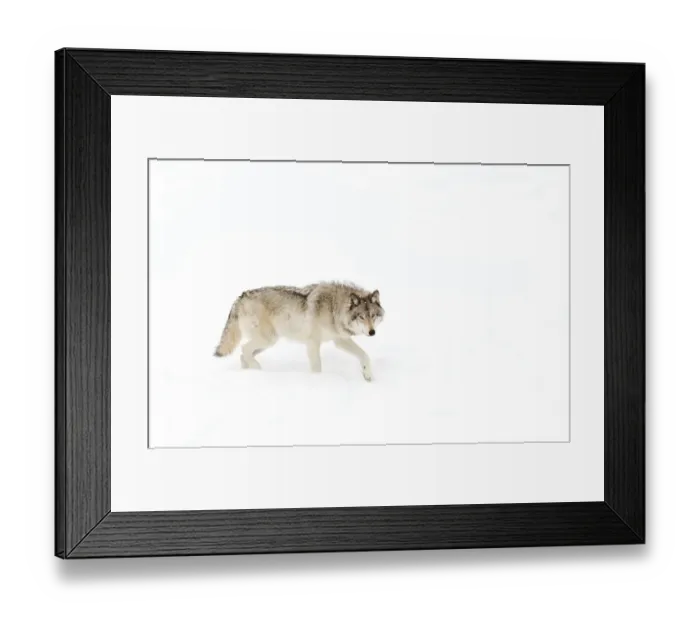 Framed Print : Timber wolf in snow Framed Print : Timber wolf in snow