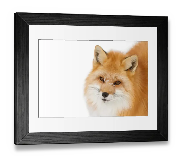 Framed Print : Red fox in winter Framed Print : Red fox in winter