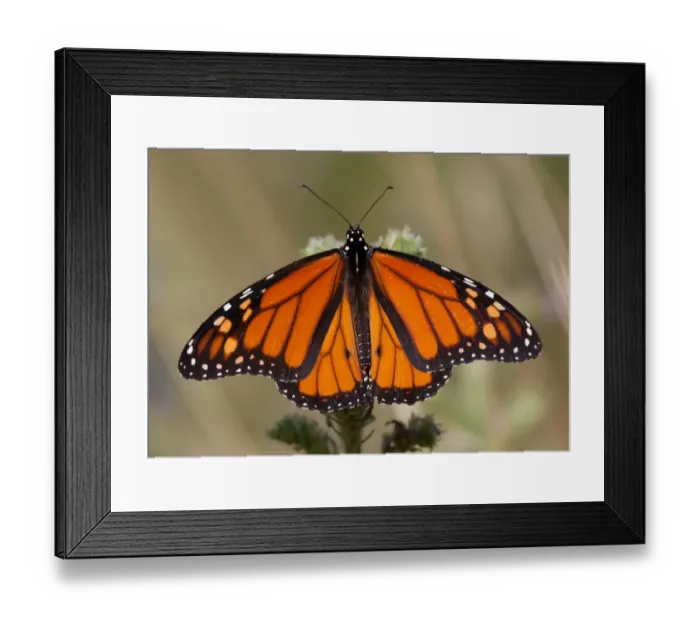 Framed Print : Monarch Butterfly Framed Print : Monarch Butterfly