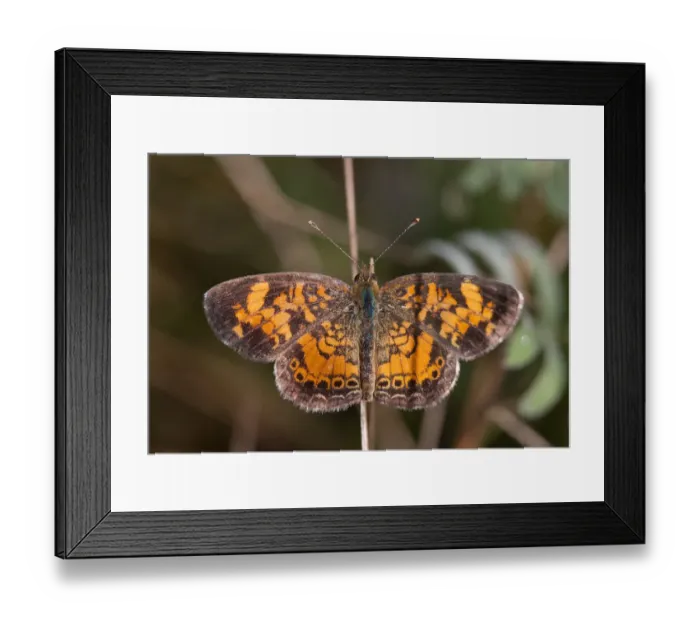 Framed Print : Pearl Crescent Butteffly Framed Print : Pearl Crescent Butteffly