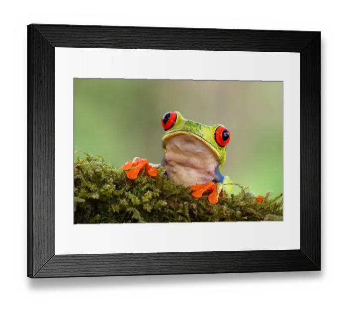 Framed Print : Red-eyed tree frog (Agalychnis callidryas), Costa Rica Framed Print : Red-eyed tree frog (Agalychnis callidryas), Costa Rica