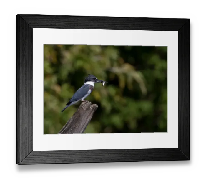 Framed Print : Belted Kingfisher with fish (Megaceryle alcyon)