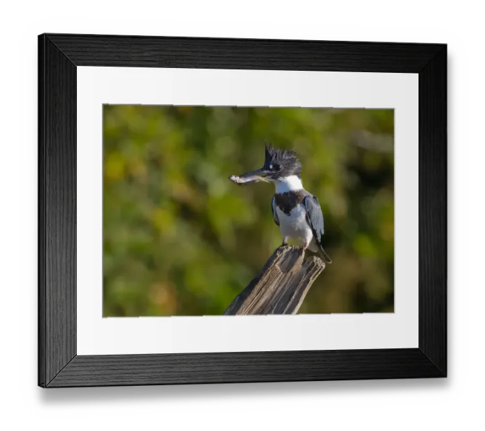 Framed Print : Belted Kingfisher with fish (Megaceryle alcyon)