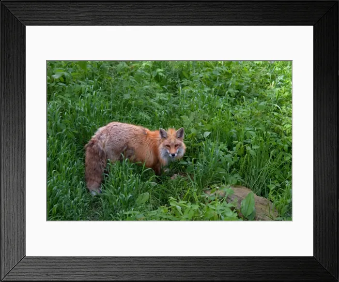 Framed Print : Red fox in the grass Framed Print : Red fox in the grass