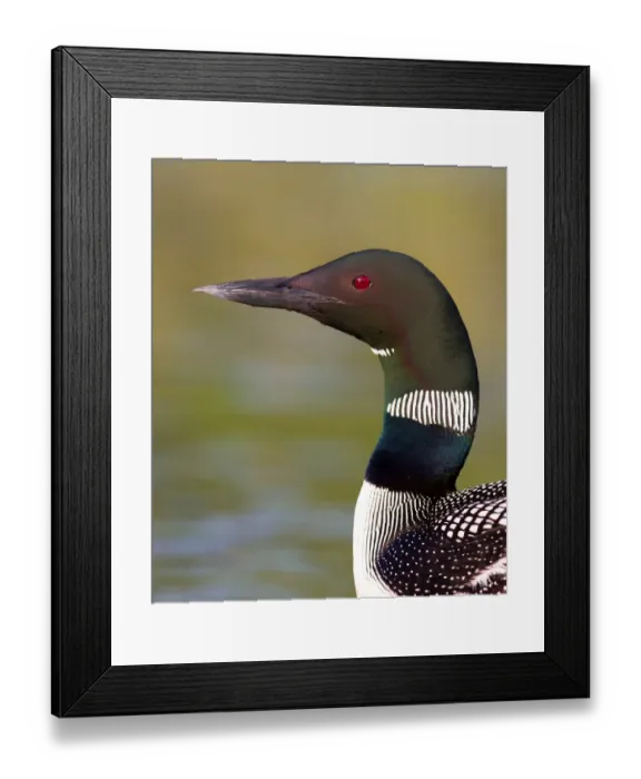 Framed Print : Common loon colours of neck