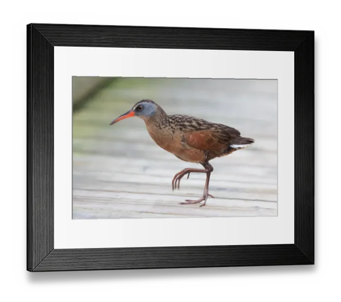 Framed Print : Virginia Rail (Rallus limicola) Framed Print : Virginia Rail (Rallus limicola)