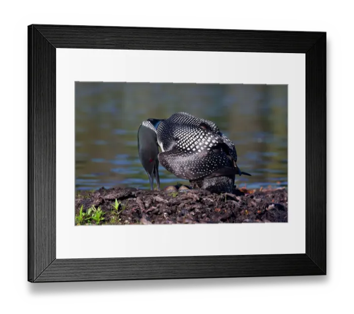 Framed Print : Common loon on nest with eggs Framed Print : Common loon on nest with eggs