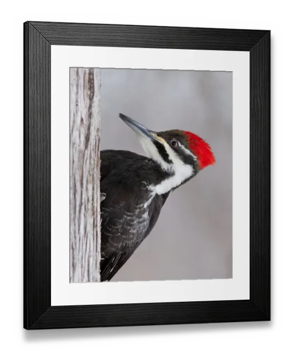 Framed Print : Pileated Woodpecker female (Dryocopus pileatus) Framed Print : Pileated Woodpecker female (Dryocopus pileatus)