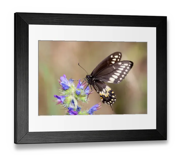 Framed Print : Swallowtail Butterfly Framed Print : Swallowtail Butterfly