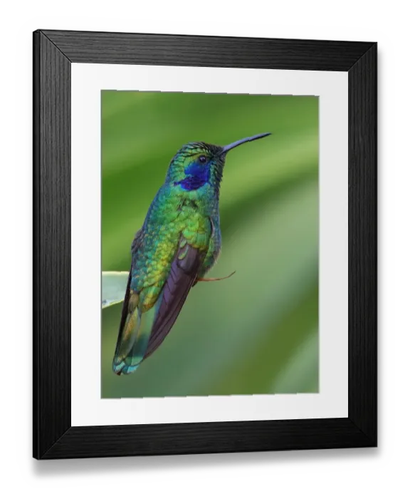 Framed Print : Violet-eared Hummingbird (Colibri thalassinus) Framed Print : Violet-eared Hummingbird (Colibri thalassinus)