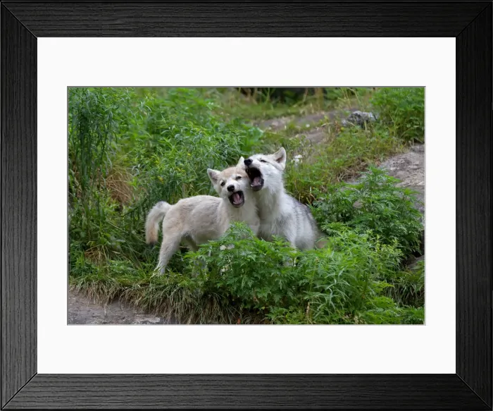 Framed Print : Arctic wolf pups howling Framed Print : Arctic wolf pups howling