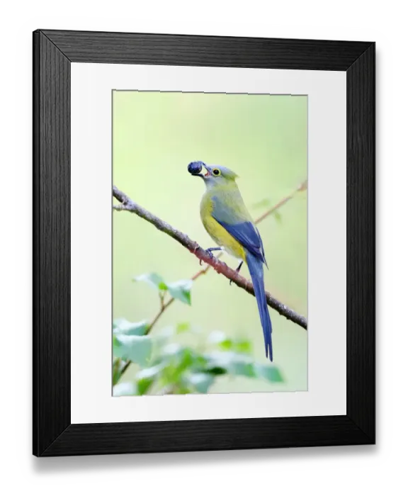 Framed Print : Long-tailed Silky-flycatcher (Ptilogonys caudatus) male, , Costa Rica Framed Print : Long-tailed Silky-flycatcher (Ptilogonys caudatus) male, , Costa Rica
