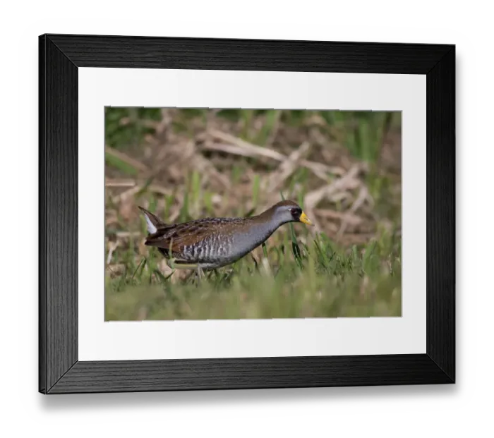 Framed Print : Sora in the grass (Porzana carolina) Framed Print : Sora in the grass (Porzana carolina)