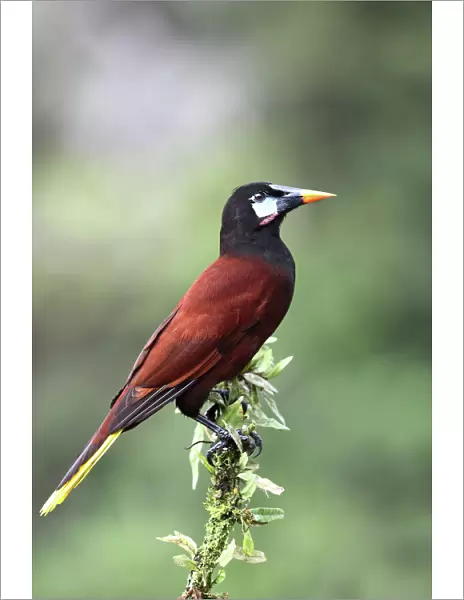 Montezuma Oropendola (Psarocolius montezuma), Costa Rica