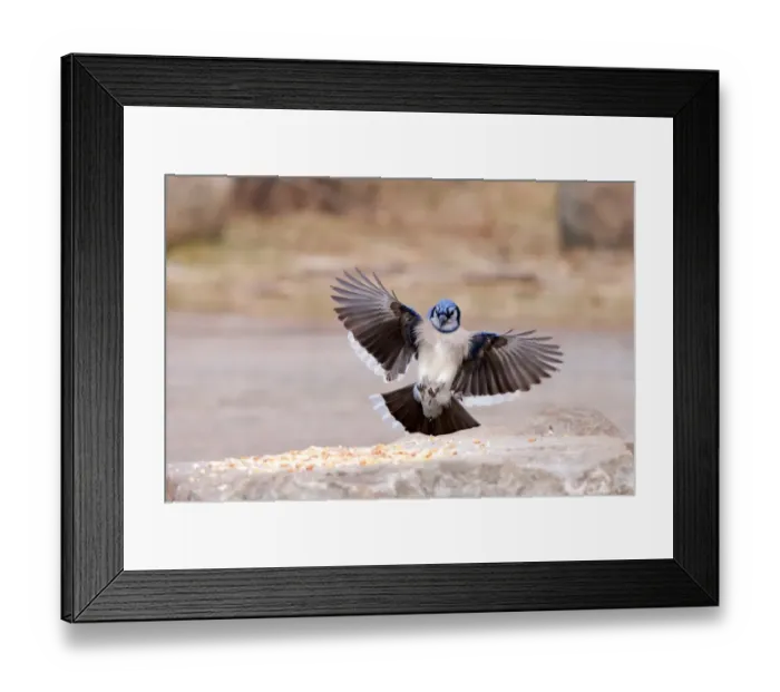 Framed Print : Blue Jay incoming Framed Print : Blue Jay incoming