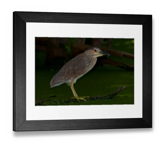 Framed Print : Black-crowned night heron (juvenile) Framed Print : Black-crowned night heron (juvenile)