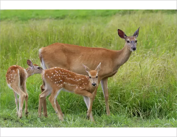White-tailed deer with twin fawns