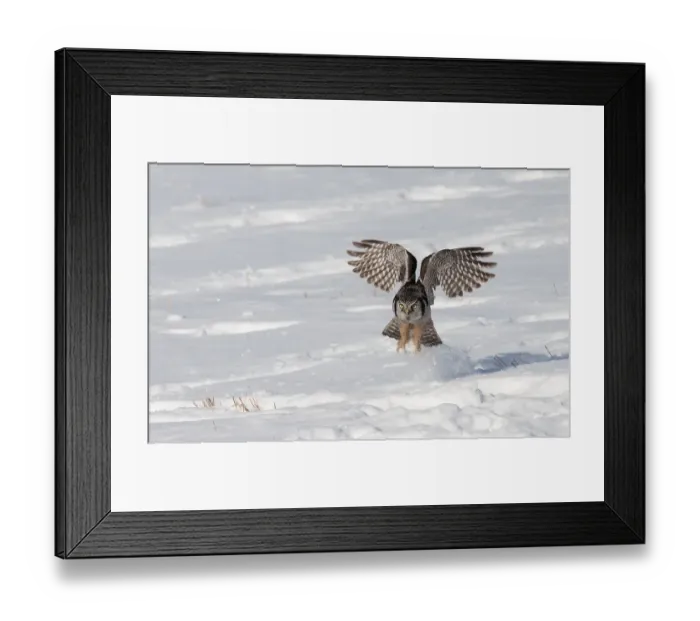 Framed Print : Northern Hawk owl Framed Print : Northern Hawk owl
