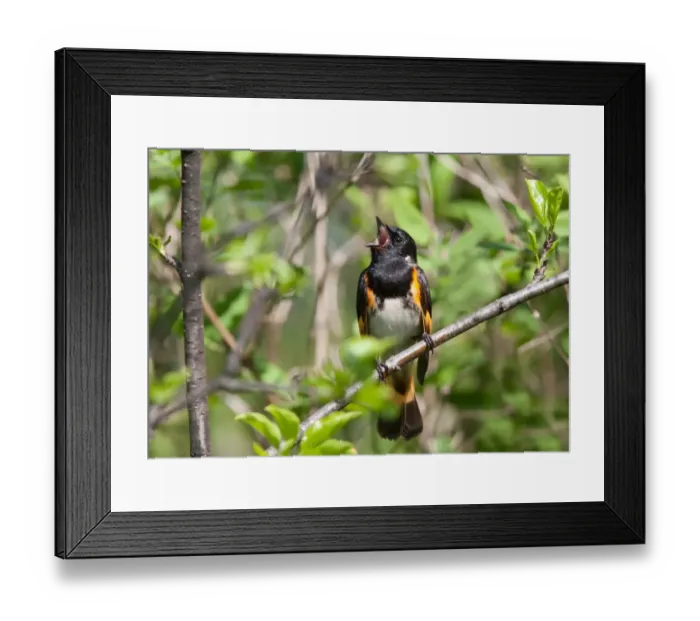 Framed Print : American Redstart singing (Setophaga ruticilla) male Framed Print : American Redstart singing (Setophaga ruticilla) male