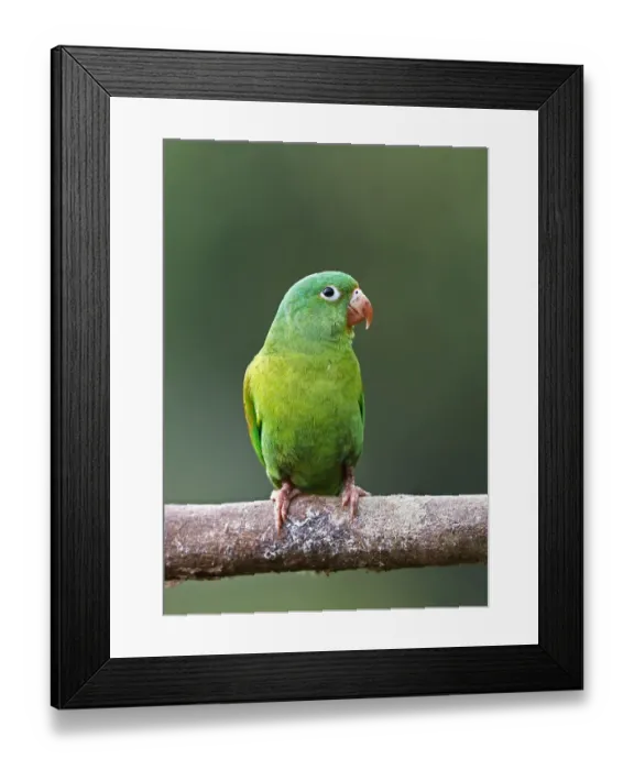 Framed Print : Orange-chinned parakeet Framed Print : Orange-chinned parakeet