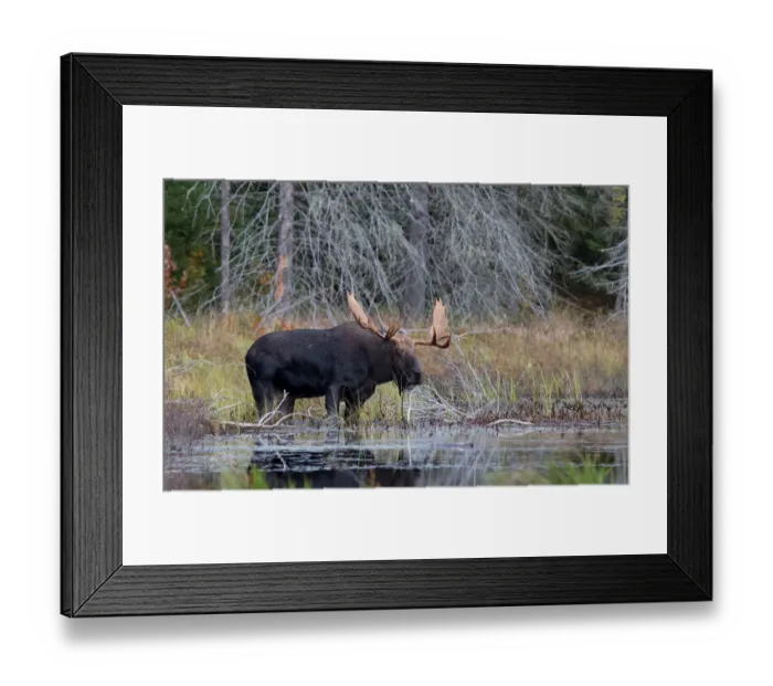 Framed Print : Bull moose in Algonquin Park Framed Print : Bull moose in Algonquin Park