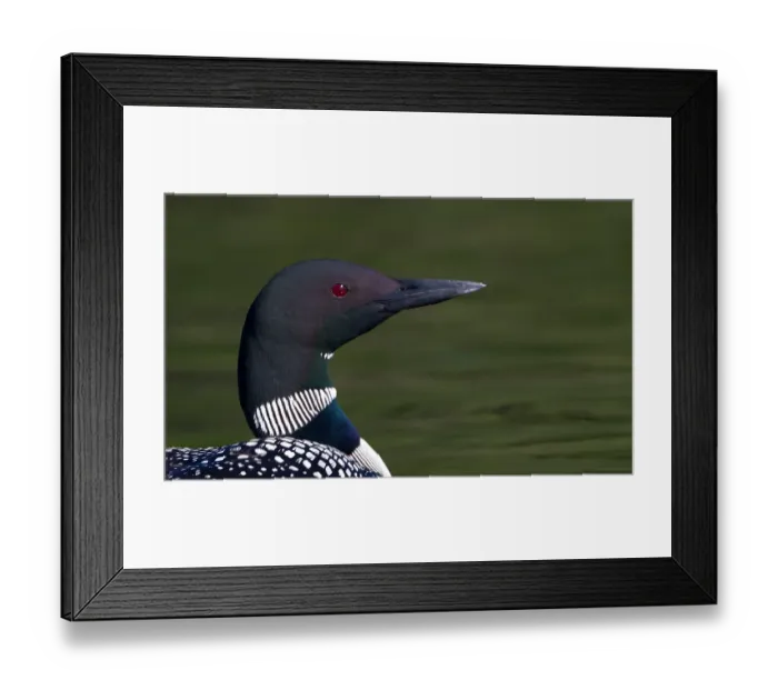 Framed Print : Common loon close-up Framed Print : Common loon close-up