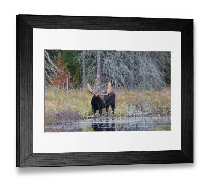 Framed Print : Bull moose in Algonquin Park Framed Print : Bull moose in Algonquin Park