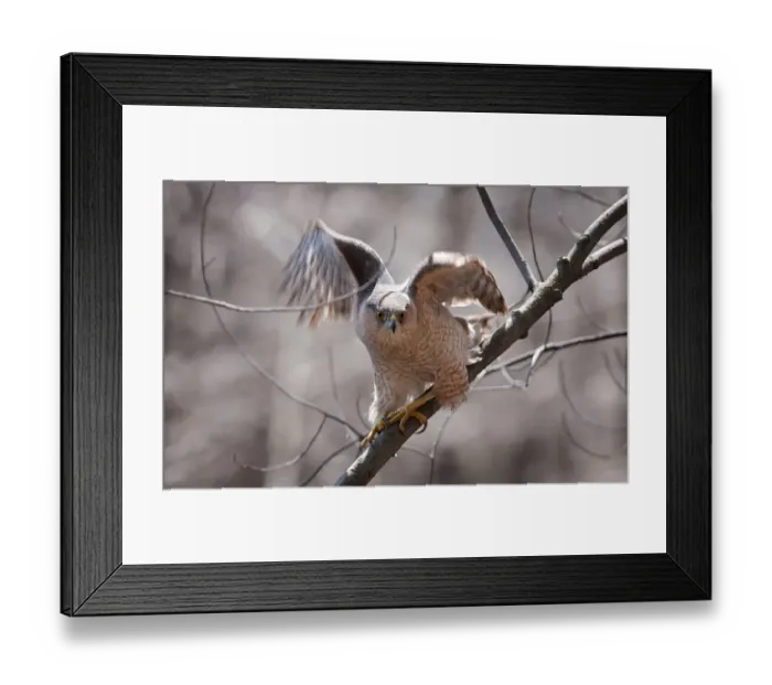 Framed Print : Coopers Hawk Framed Print : Coopers Hawk