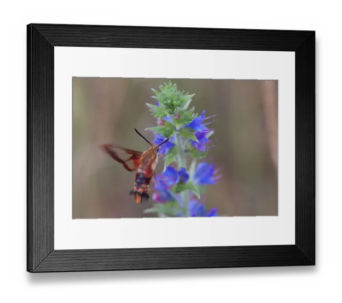 Framed Print : Hummingbird Moth Framed Print : Hummingbird Moth