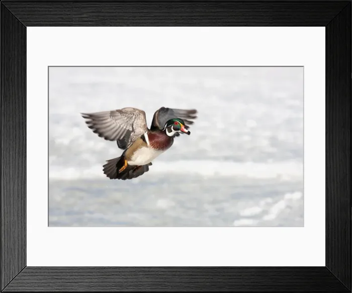 Framed Print : Wood duck Framed Print : Wood duck