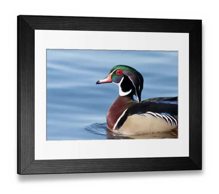 Framed Print : Wood duck