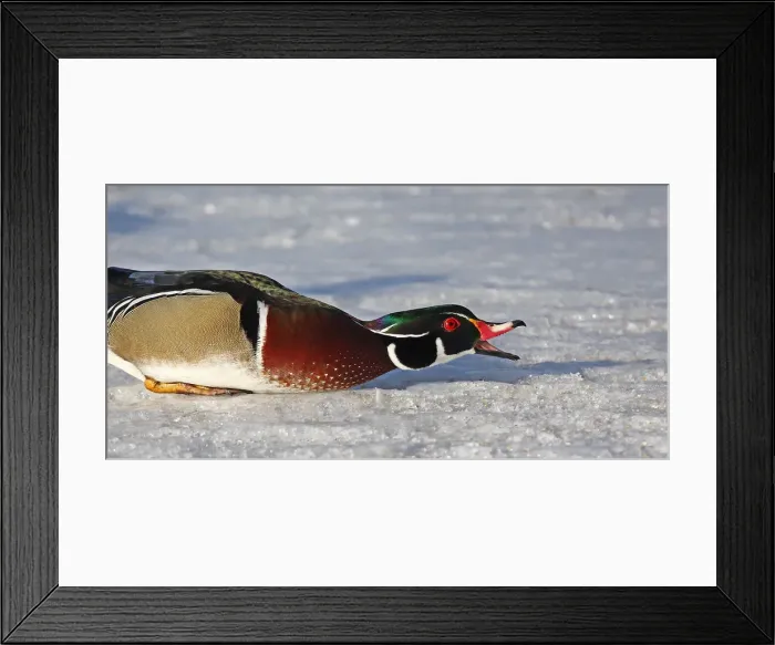 Framed Print : Wood duck Framed Print : Wood duck