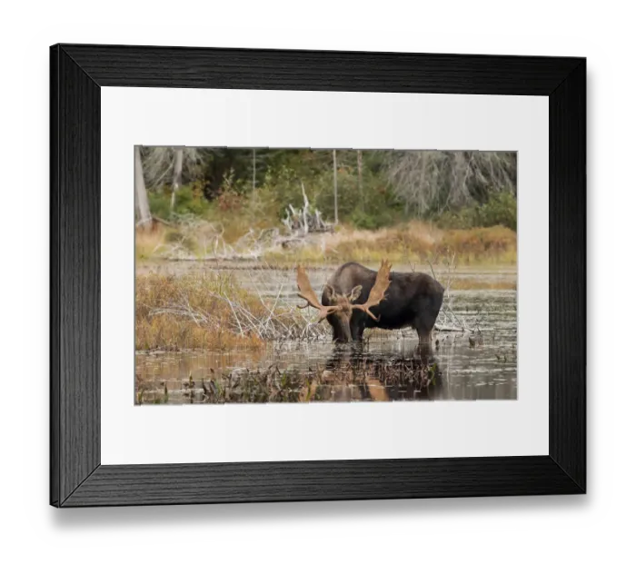 Framed Print : Bull moose in Algonquin Park