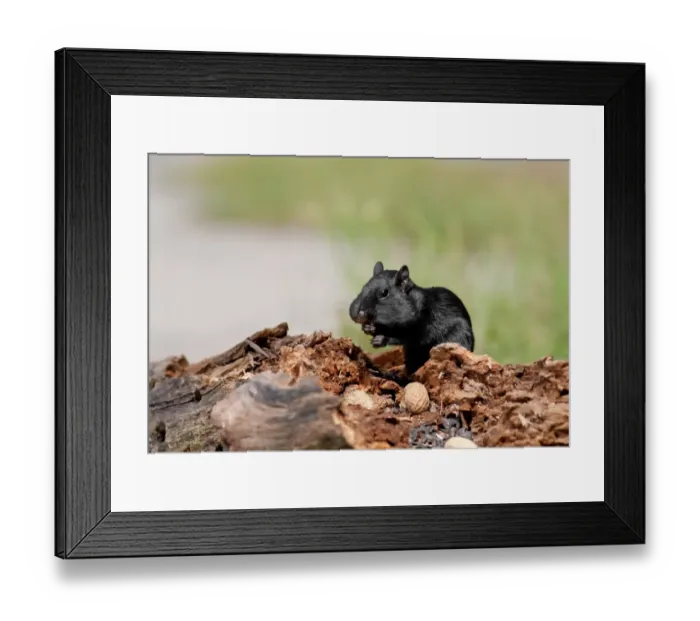 Framed Print : Black melanistic Chipmunk Framed Print : Black melanistic Chipmunk