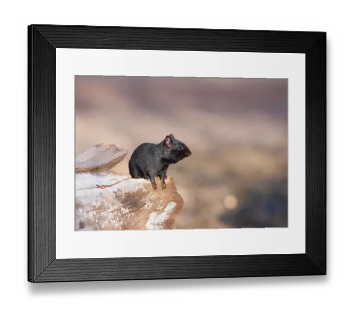 Framed Print : Black melanistic Chipmunk