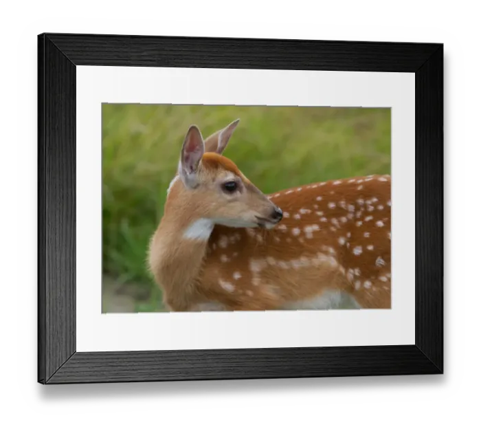 Framed Print : Deer fawn close-up Framed Print : Deer fawn close-up