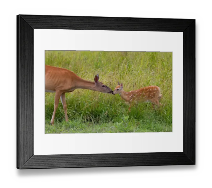 Framed Print : Mother doe with fawn Framed Print : Mother doe with fawn