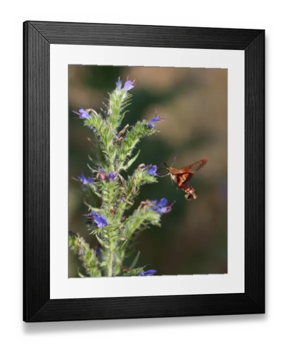 Framed Print : Hummingbird Moth Framed Print : Hummingbird Moth