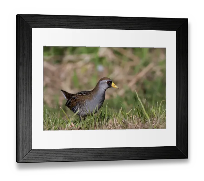 Framed Print : Sora (Porzana carolina)