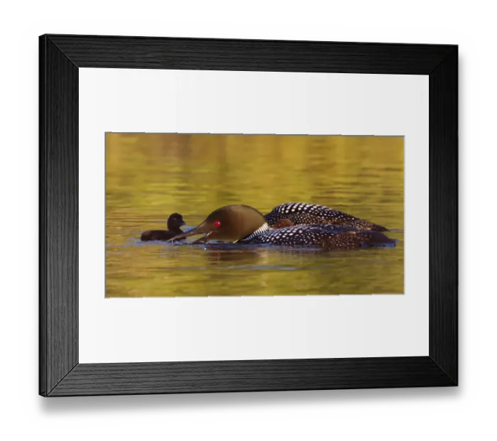 Framed Print : Common loon with chicks
