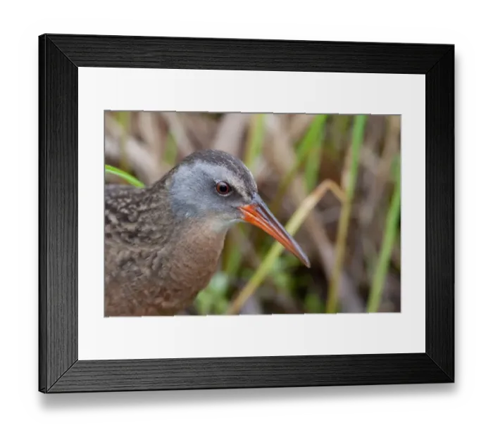 Framed Print : Virginia rail (Rallus limicola) Framed Print : Virginia rail (Rallus limicola)