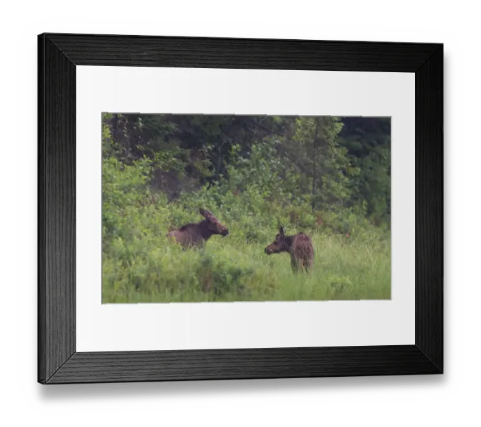 Framed Print : Moose calves in Algonquin Park Framed Print : Moose calves in Algonquin Park