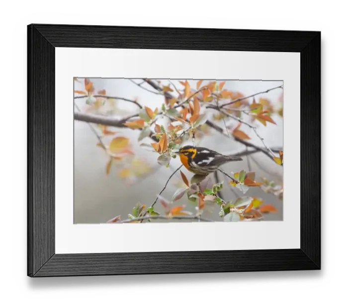 Framed Print : Blackburnian warbler (Setophaga fusca) male in spring Framed Print : Blackburnian warbler (Setophaga fusca) male in spring