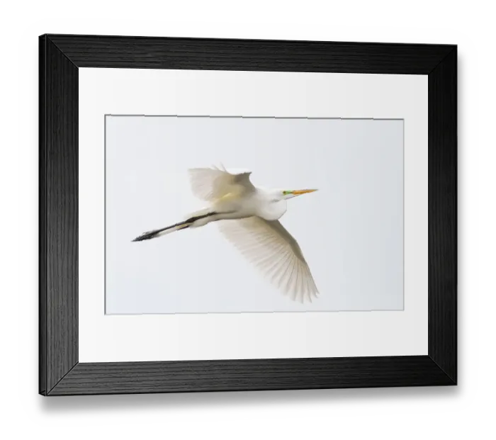 Framed Print : Great egret in flight Framed Print : Great egret in flight