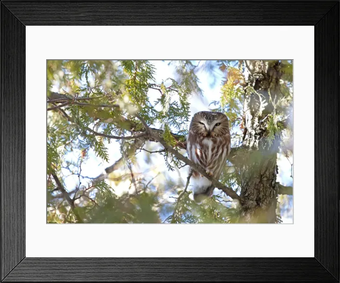 Framed Print : Saw-whet Owl Framed Print : Saw-whet Owl