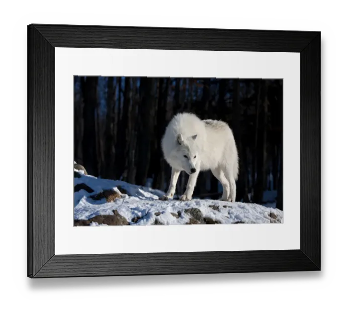 Framed Print : Arctic wolf in winter Framed Print : Arctic wolf in winter