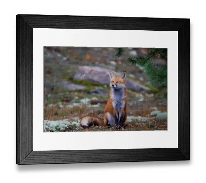 Framed Print : Red Fox Zen Framed Print : Red Fox Zen