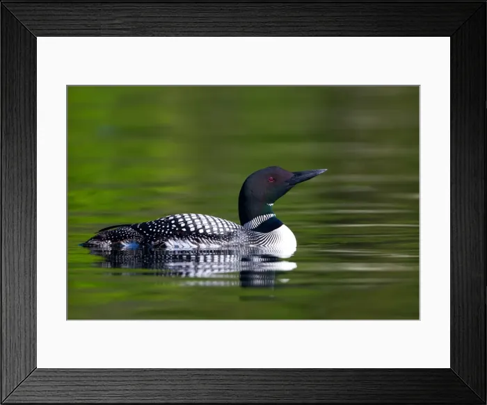 Framed Print : Common loon Framed Print : Common loon