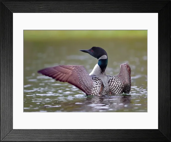 Framed Print : Common loon wing stretch Framed Print : Common loon wing stretch
