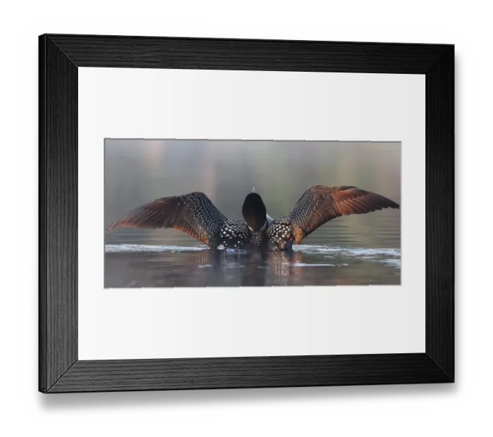 Framed Print : Common loon wing stretch Framed Print : Common loon wing stretch